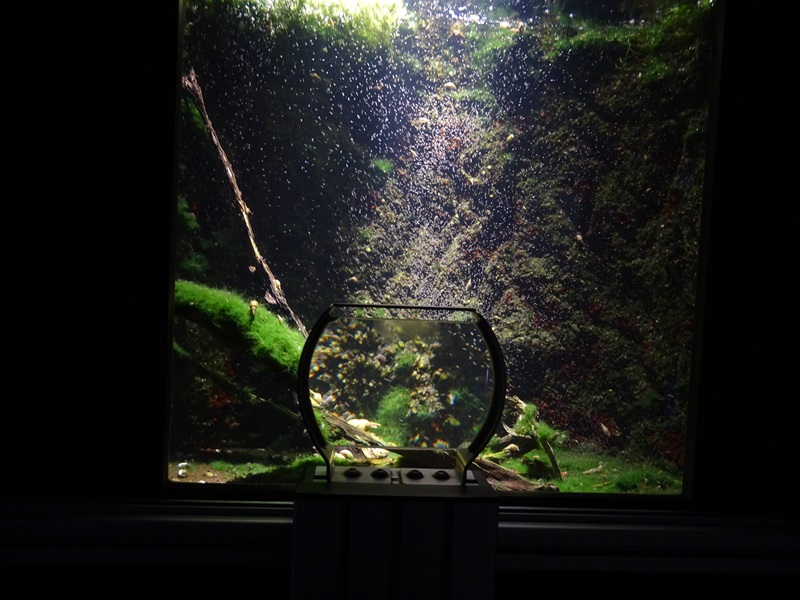 Tank for water flees