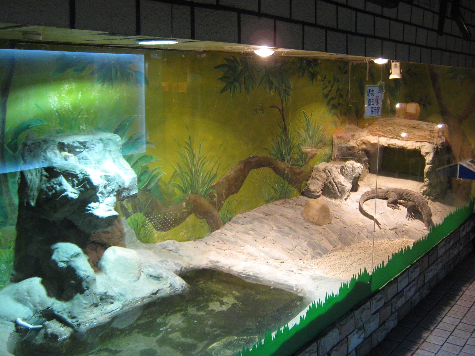 tank for water monitor (Varanus salvator)