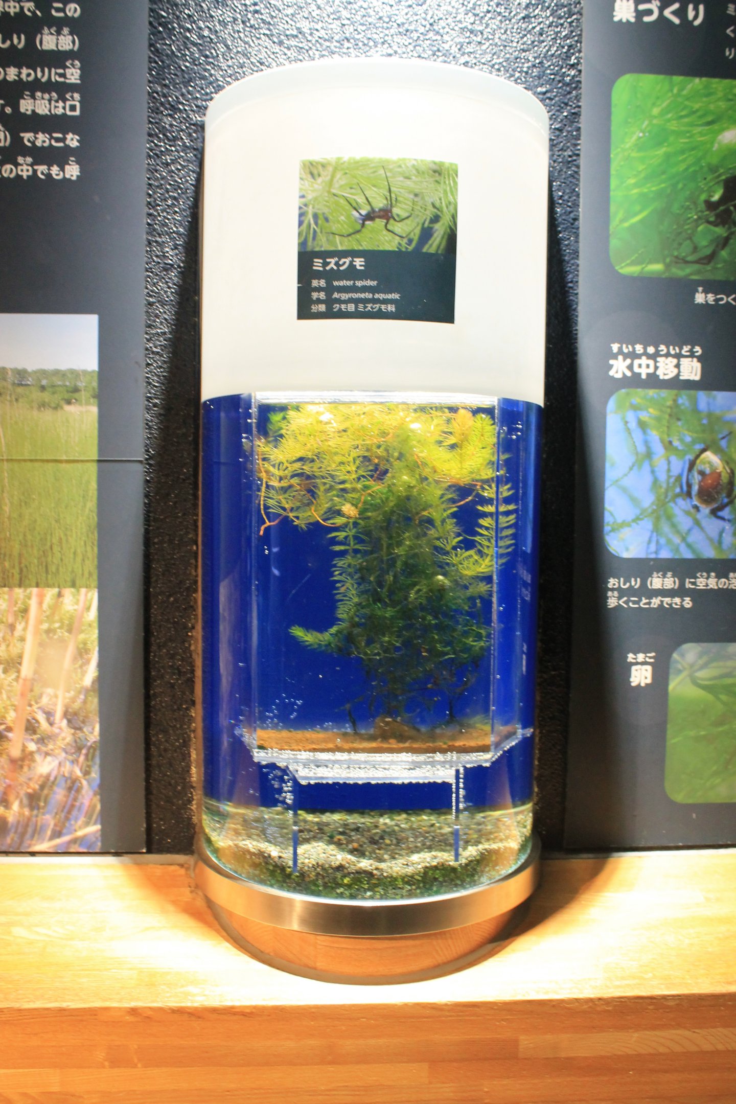 Tank for Water Spiders (Argyroneta aquatica)