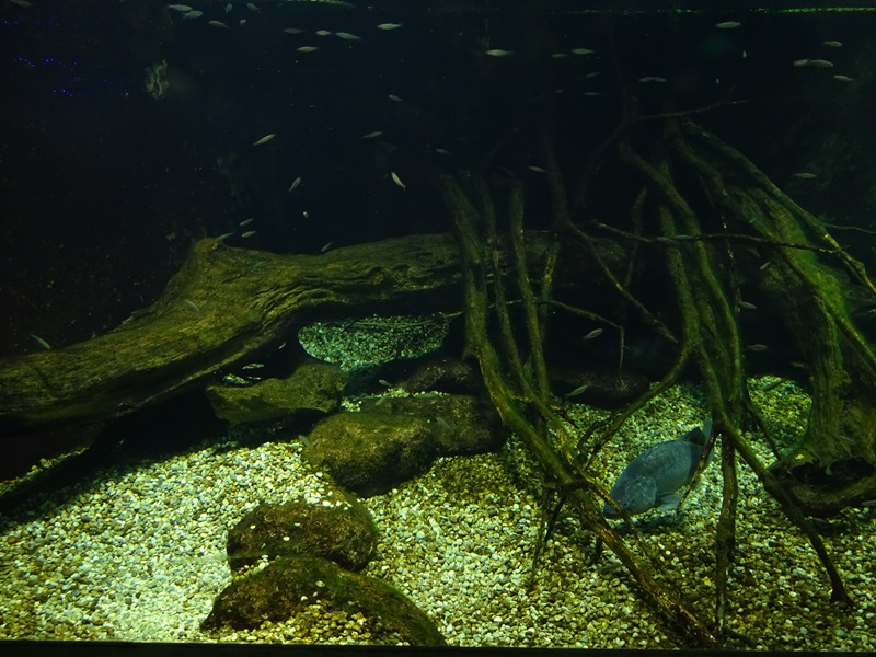 Tank for Wels catfish, northern pike and zander