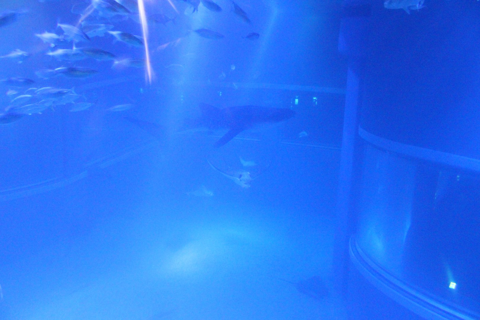 Tank for whale shark