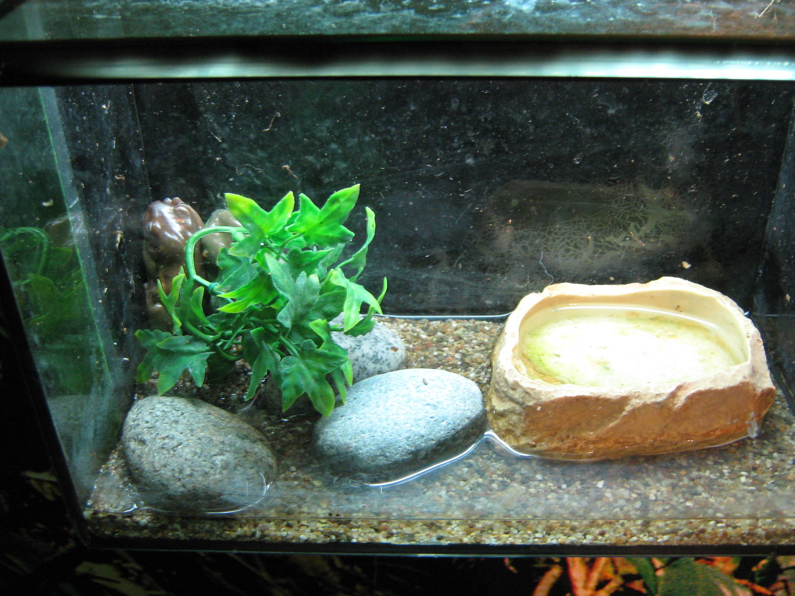 tank for White's tree frogs (Litoria caerulea)