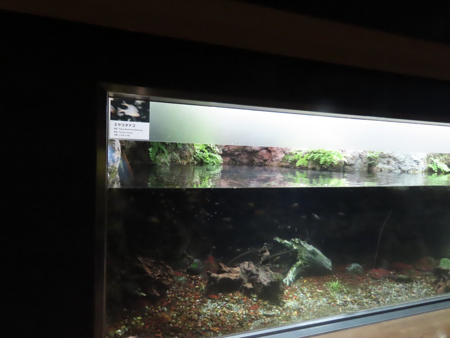 Tank in aquatic life house