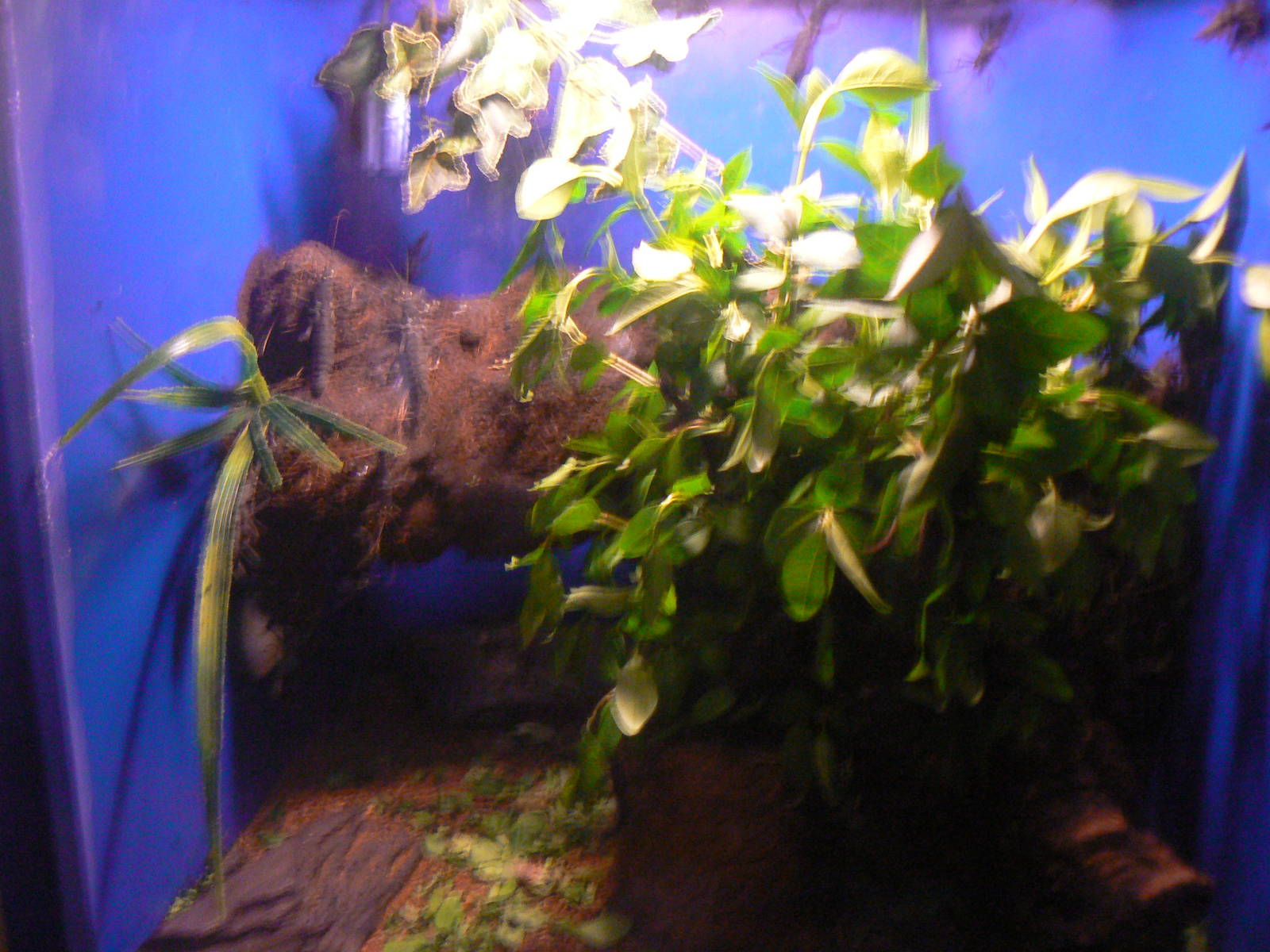 Tank in Bug Champions