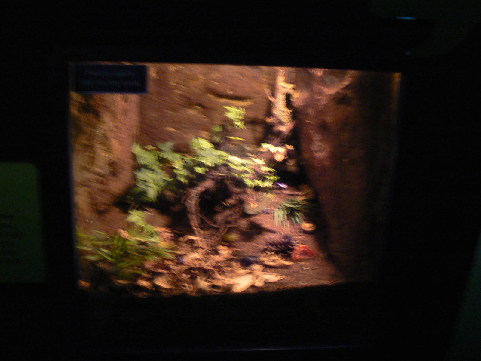 Tank in Bug Champions