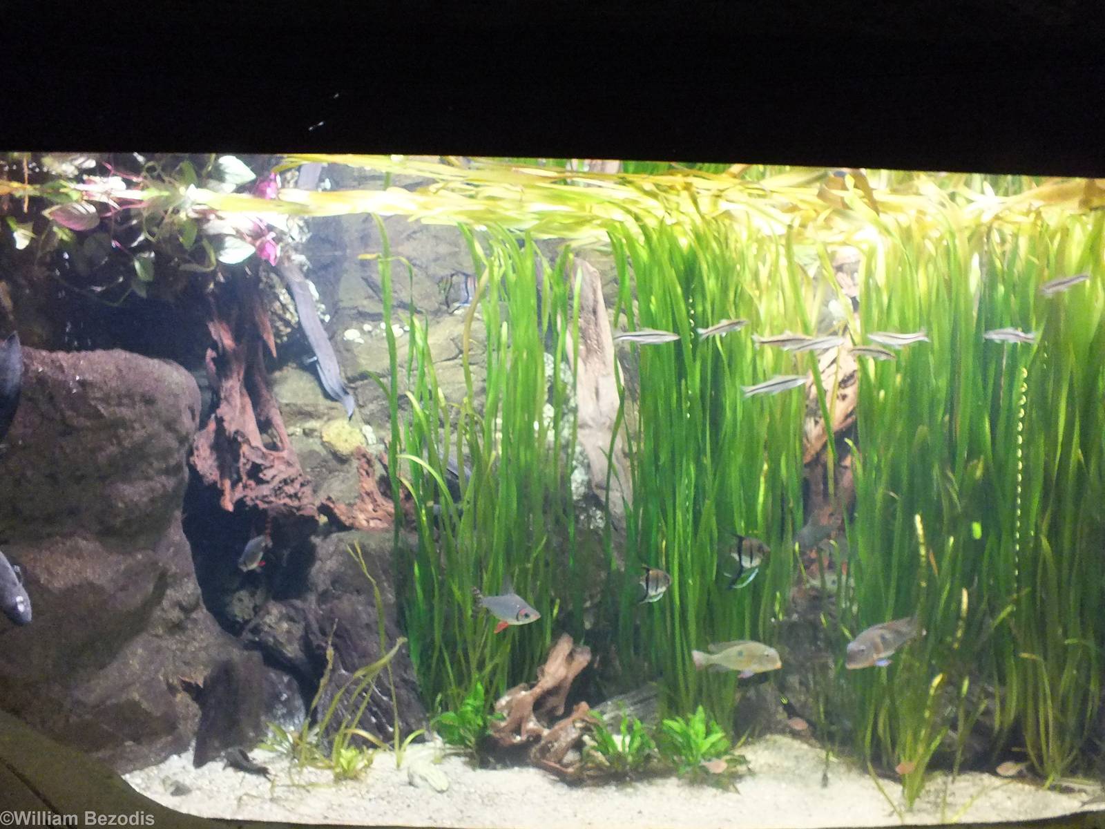 Tank in Gondwanaland