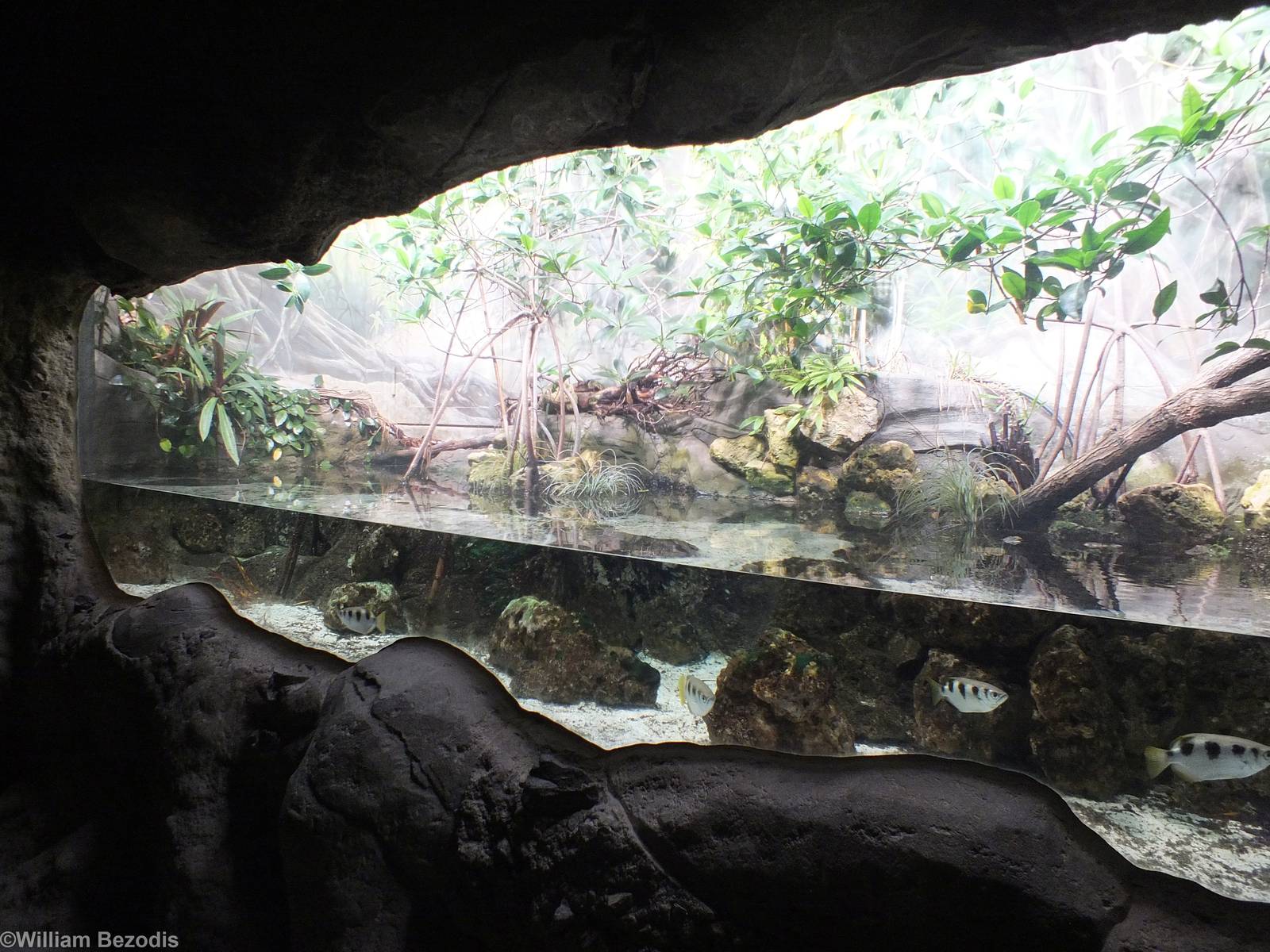 Tank in Gondwanaland