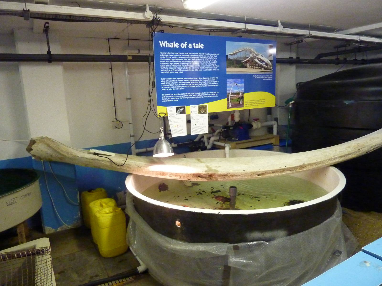 Tank in sea life nursery