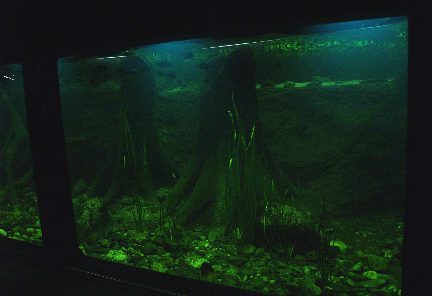 Tank in the Americasa, 2008-03-01