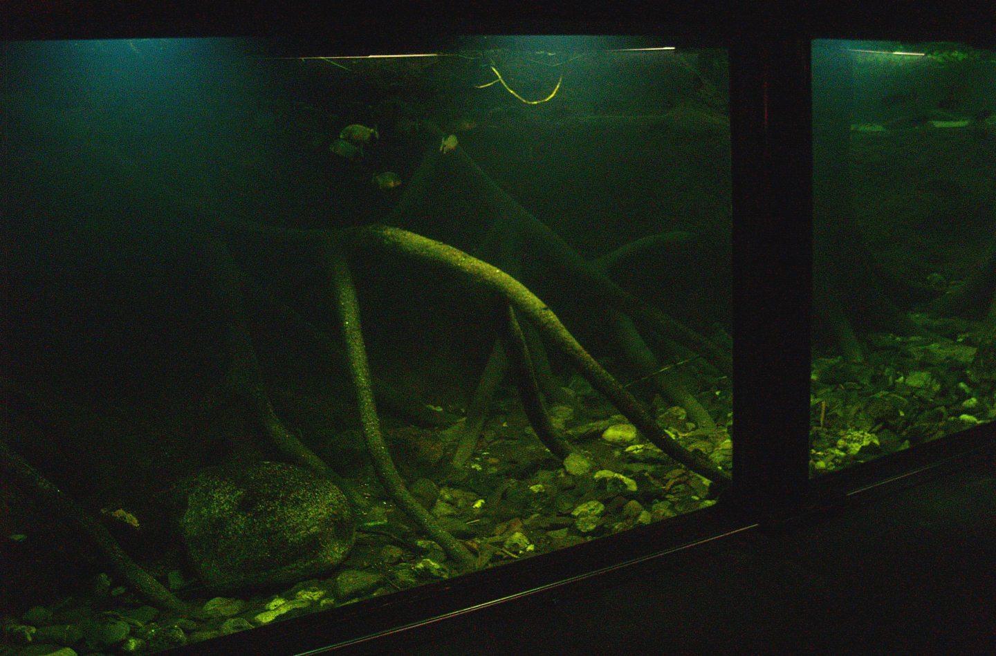 Tank in the Americasa, 2008-03-01