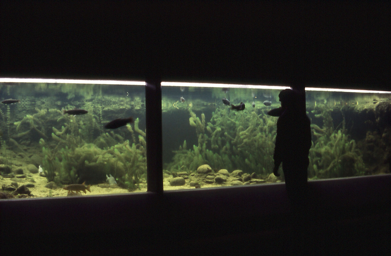 Tank in the Aquarium