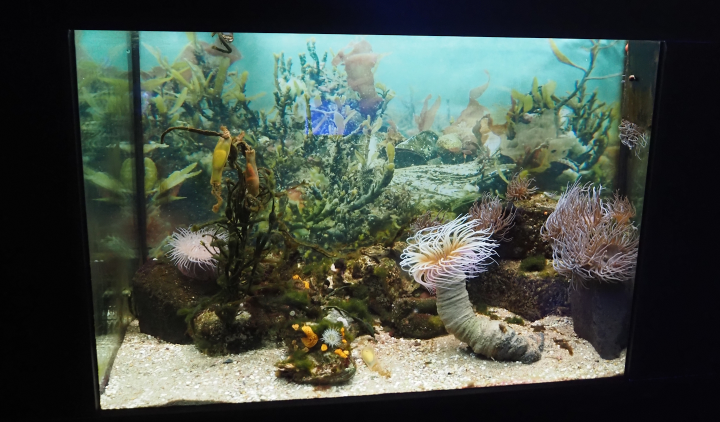 Tank in the ocean lab with anemones and small-spotted catshark eggs, 2024-06-30