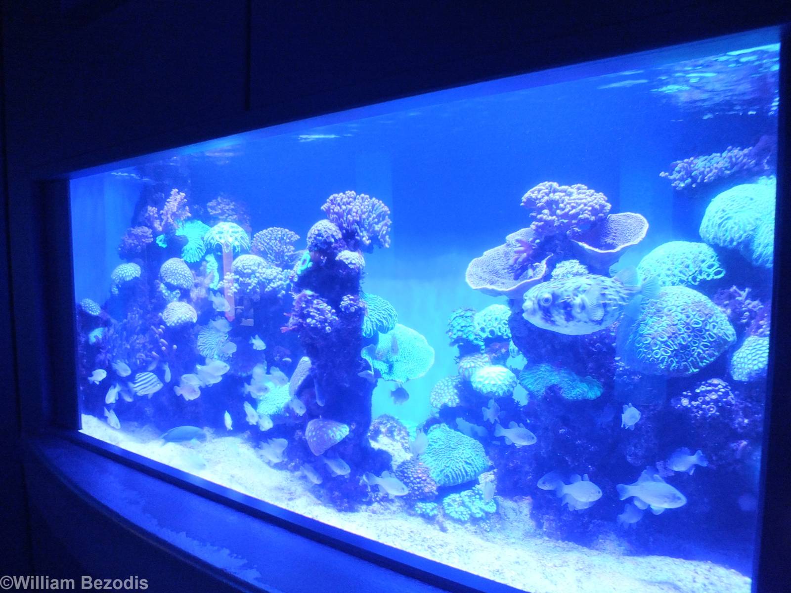 Tank in the Perth Coast Section