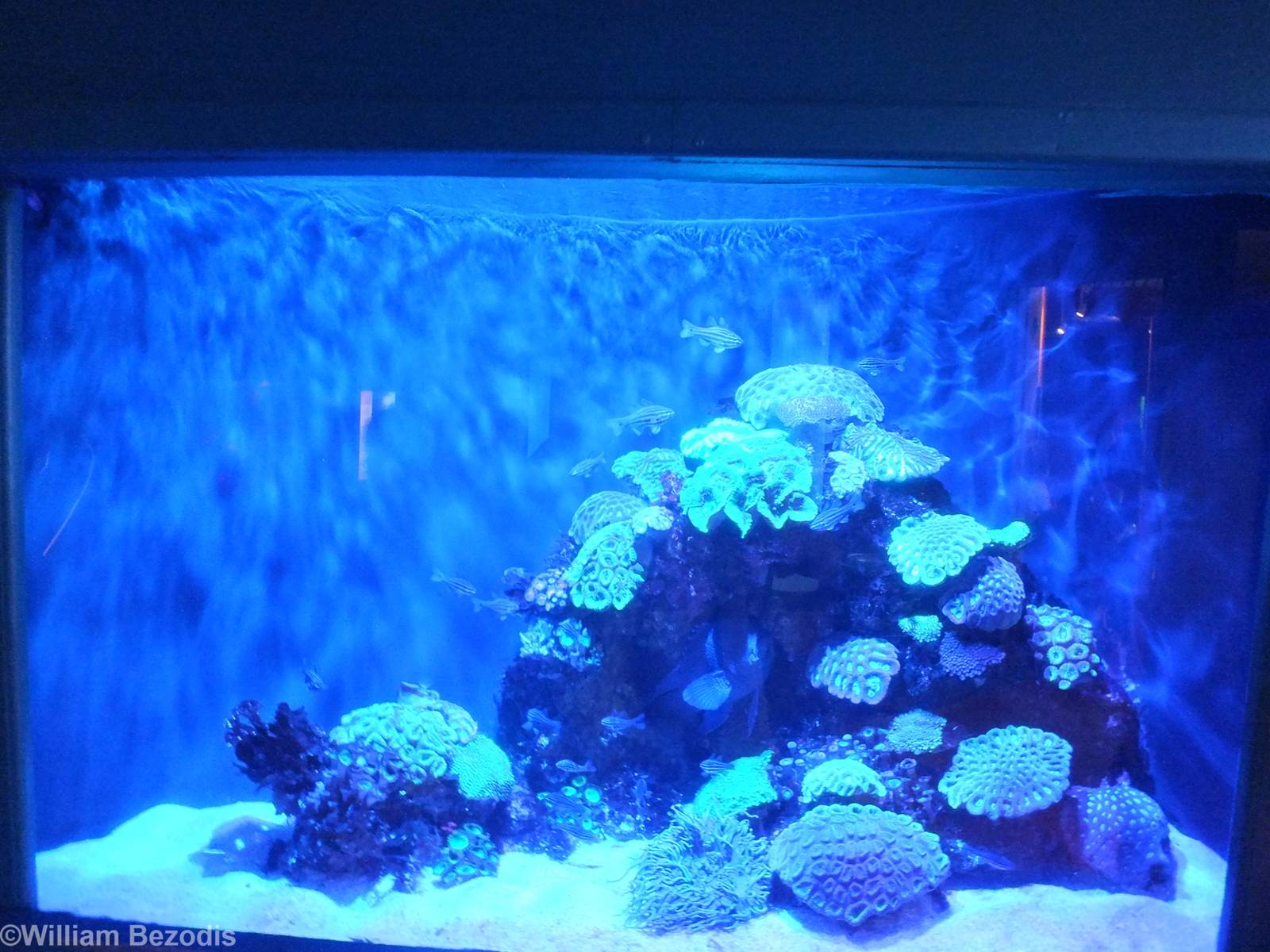 Tank in the Perth Coast Section