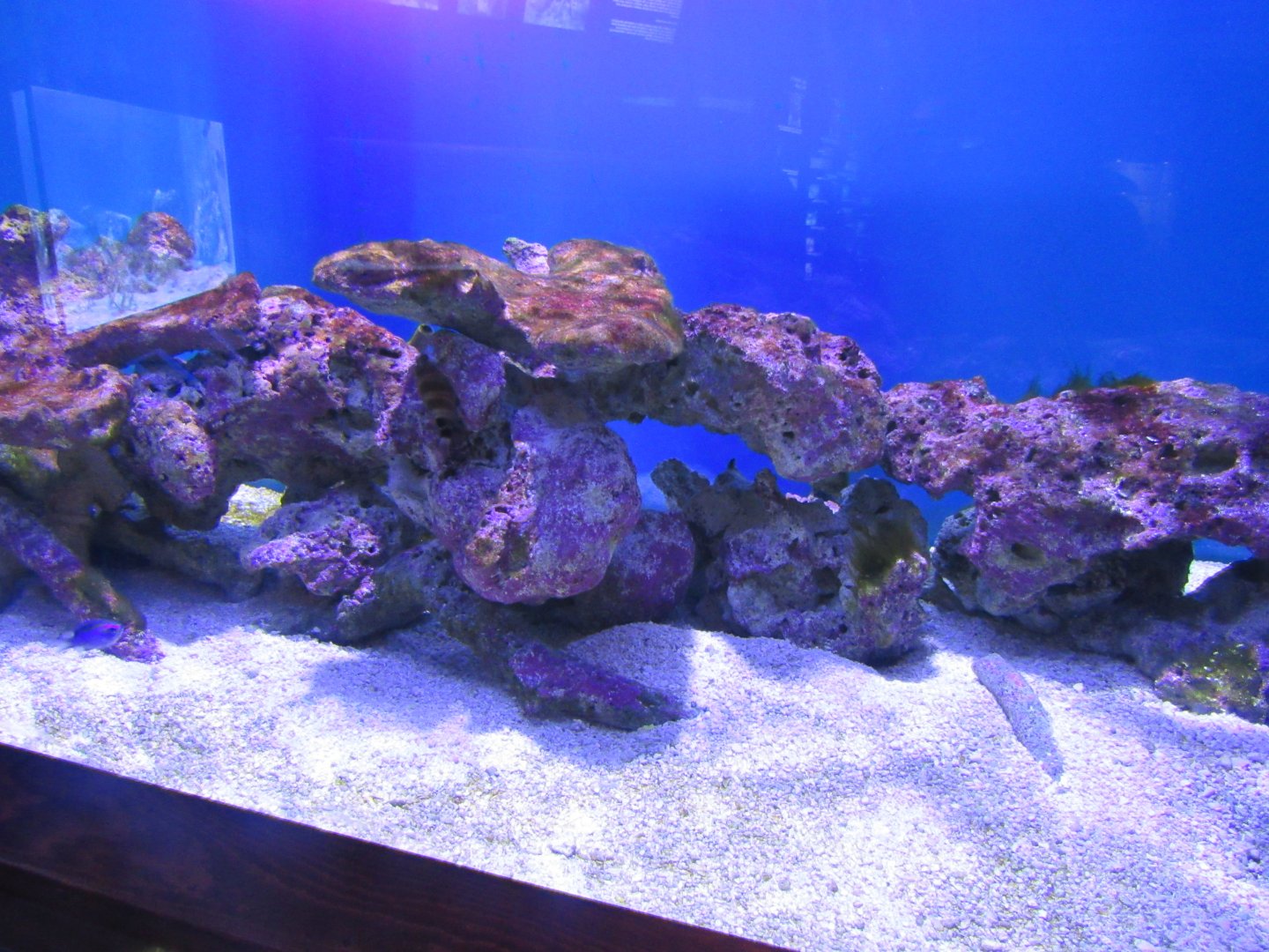Tank- John Pennekamp Coral Reef State Park Visitor Center and Aquarium