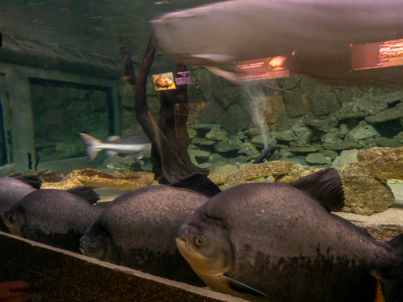 tank of Amazon river