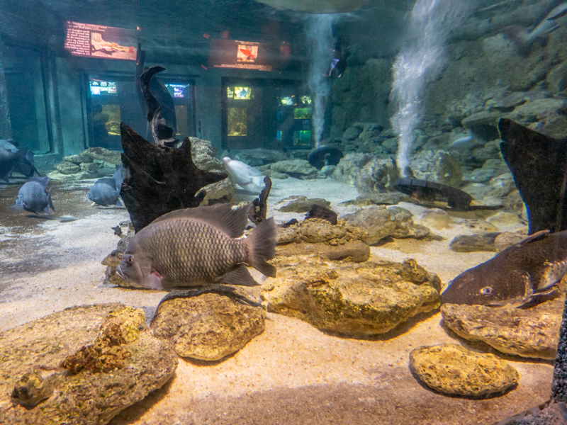 tank of Amazon river