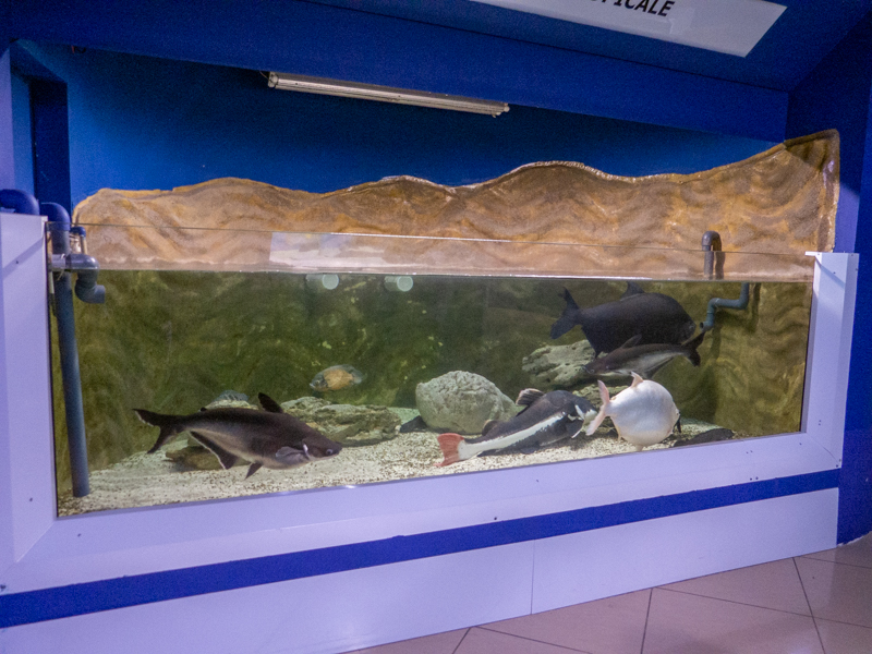 tank of Amazon river