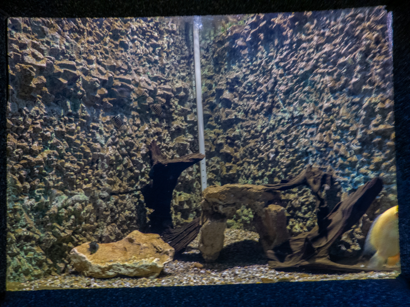 tank of banded cichlid