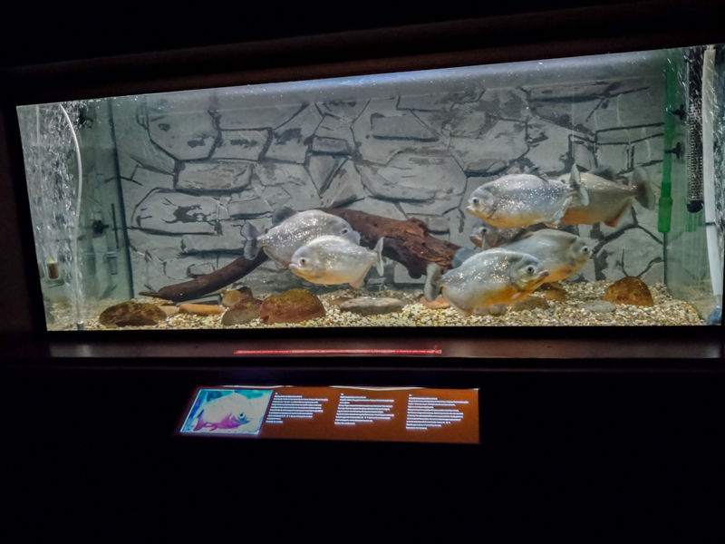 tank of black spot piranha