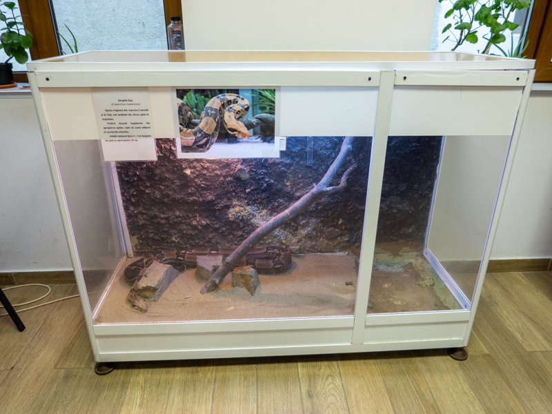 tank of Boa imperator