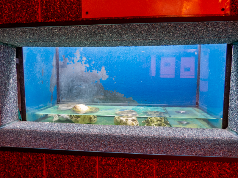 tank of Chinese softshell turtle
