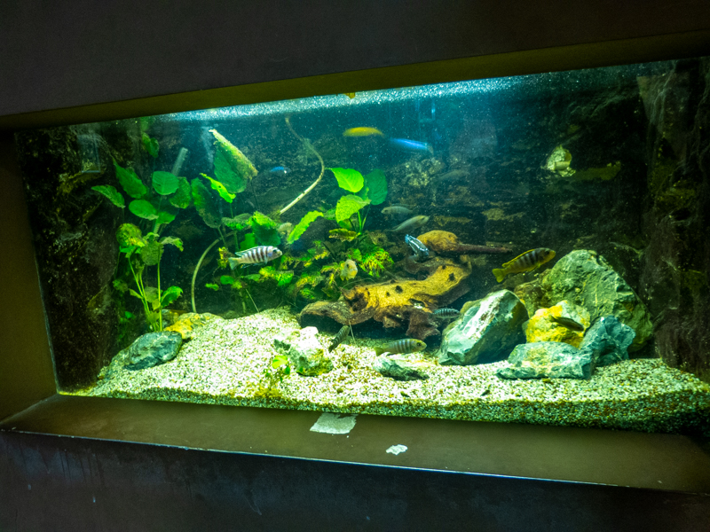 tank of cichlids