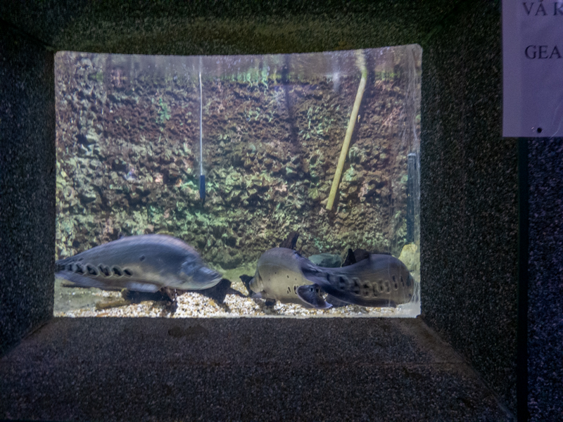 tank of Clown featherback