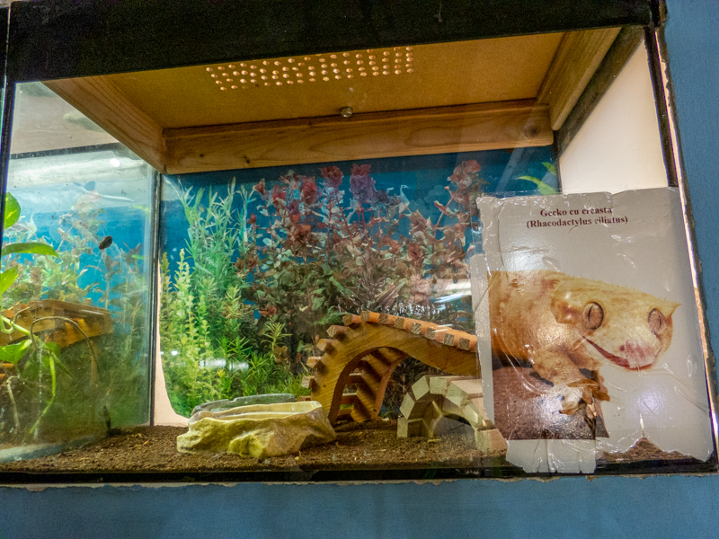 tank of crested gecko