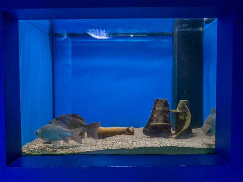 tank of crucian carp