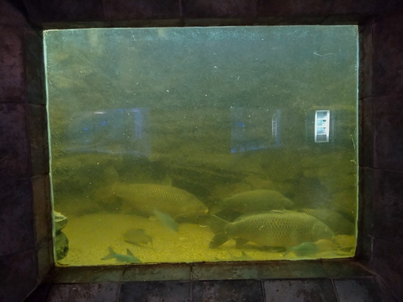 tank of Cyprinus