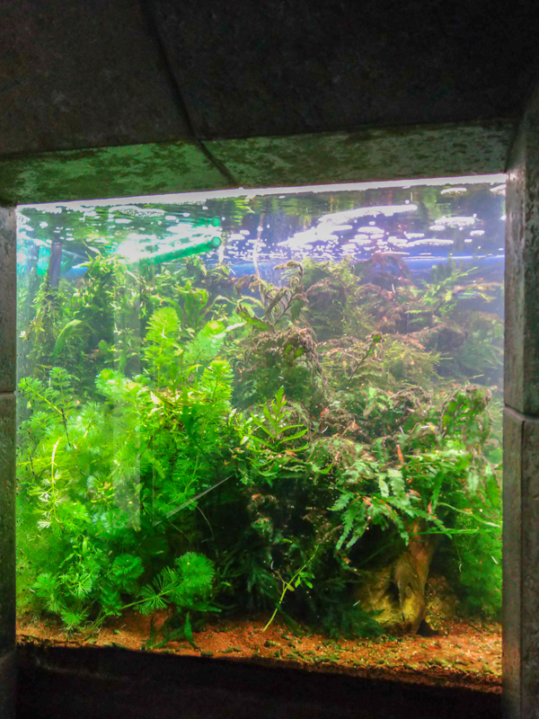 tank of Danio margaritatus