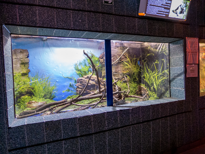 tank of Greek tortoise