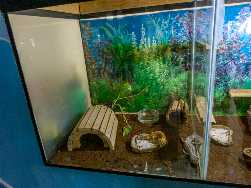 tank of leopard gecko