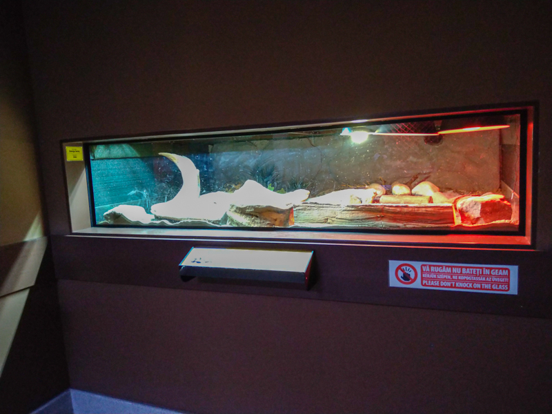 tank of leopard tortoise