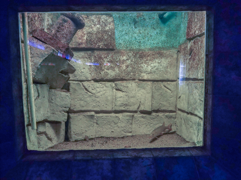 tank of Northern pike