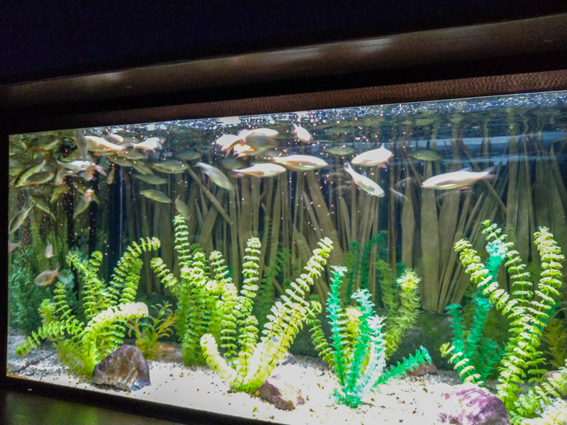 tank of Pardul Petea rudd