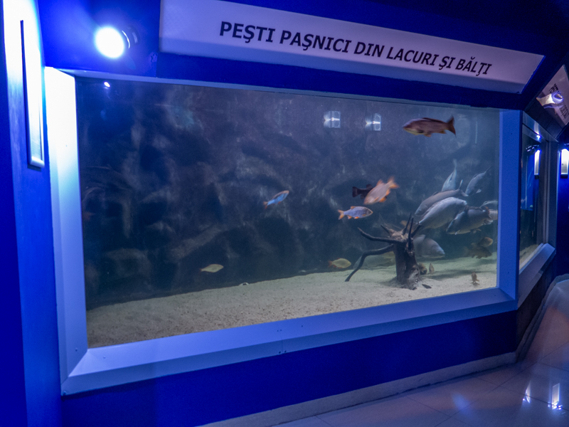 tank of "Peaceful fish from lakes and ponds"