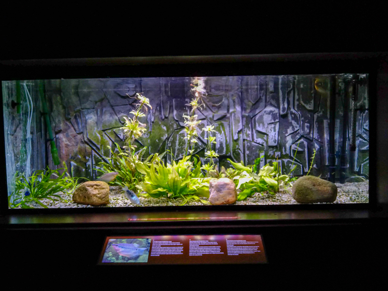 tank of pearl gourami