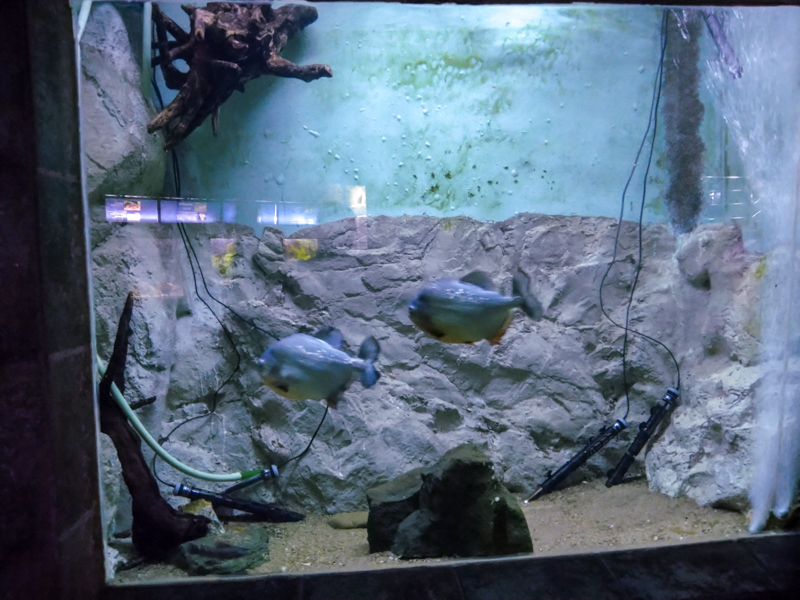 tank of piranha