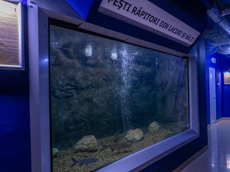 tank of "Predatory fish from lakes and ponds"