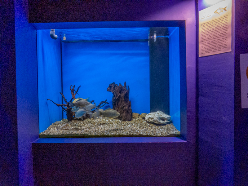 tank of Prussian carp