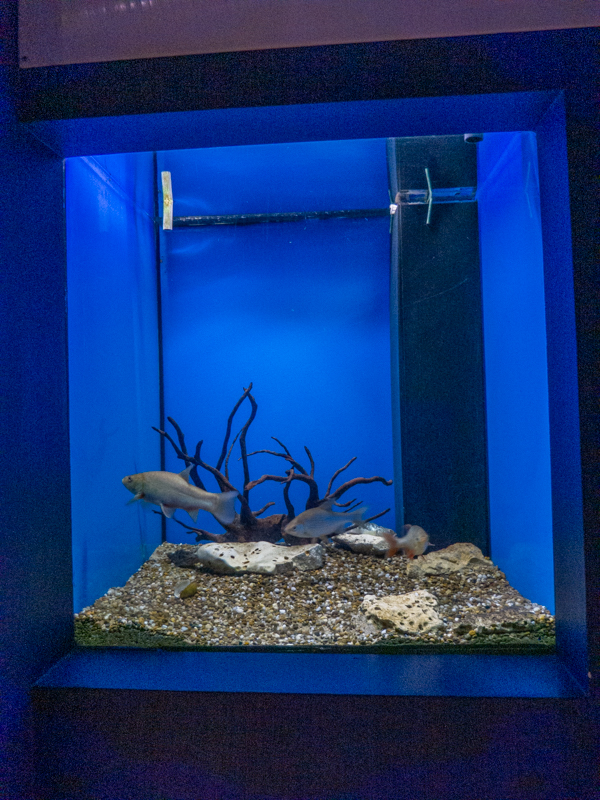 tank of Prussian carp