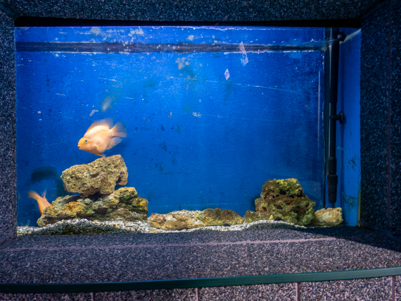 tank of Red Parrot cichlid