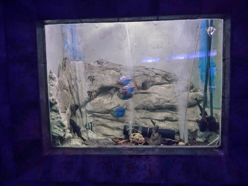 tank of Scalar and Serrasalmidae