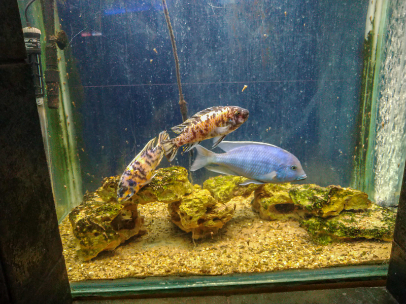 tank of Sciaenochromis fryeri