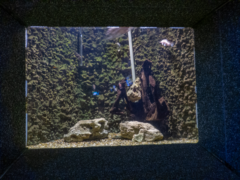 tank of Siamese tiger perch