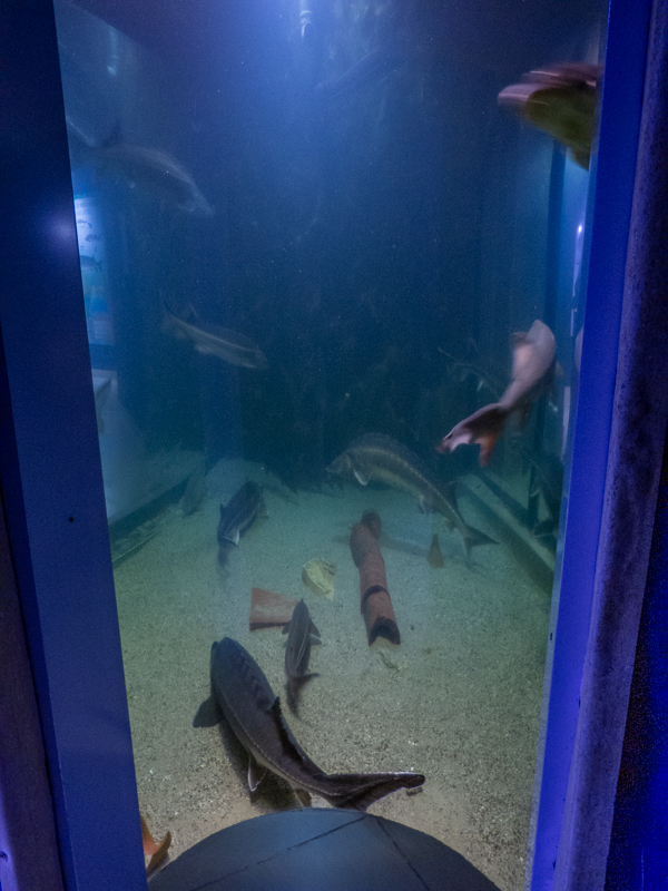 tank of sturgeons