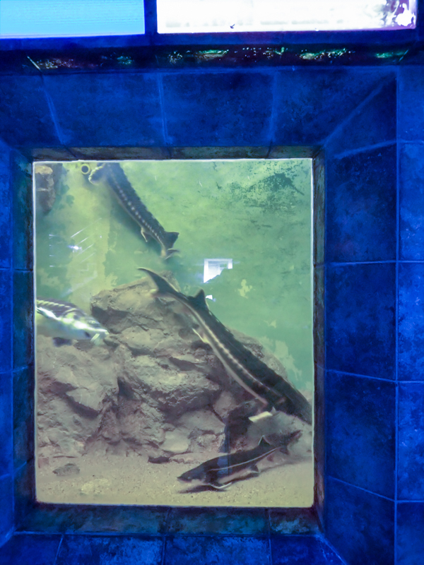 tank of sturgeons