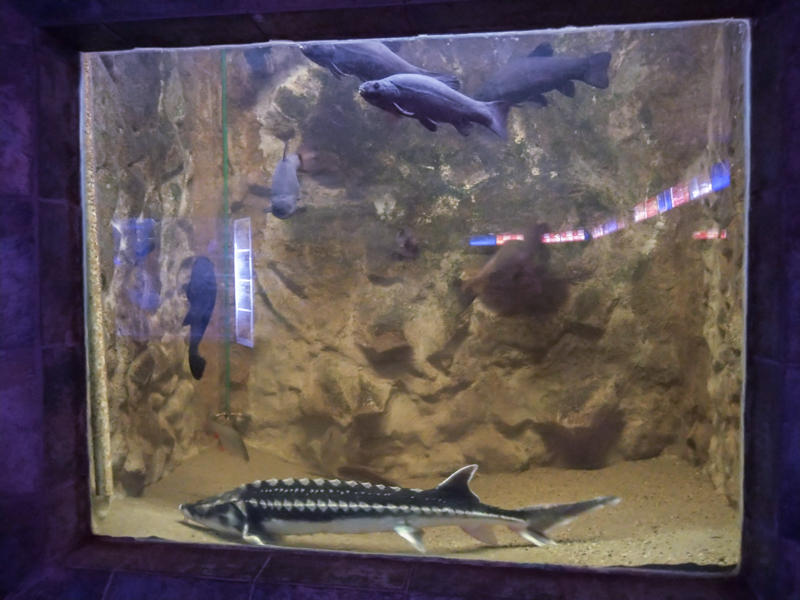 tank of sturgeons